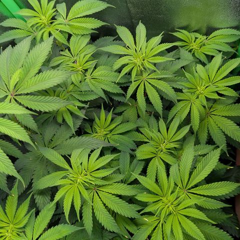 Super Lemon Haze growlog timeline photo