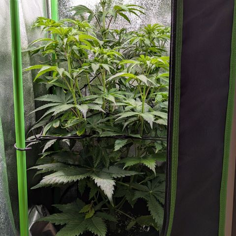 Super Lemon Haze growlog timeline photo