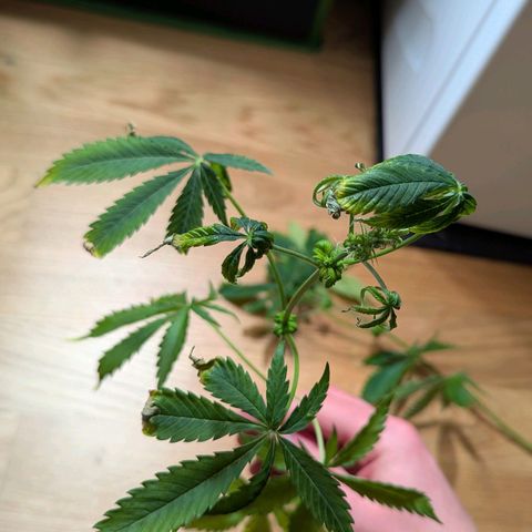 Super Lemon Haze growlog photo: Die untersten beiten und schwächsten, bereits verkünmerten Triebe abgenommen.
Gründe:
- sind bereits verkümmert
- sind zu niedrig gewachsen
- zu wenig Licht
- stören beim gießen