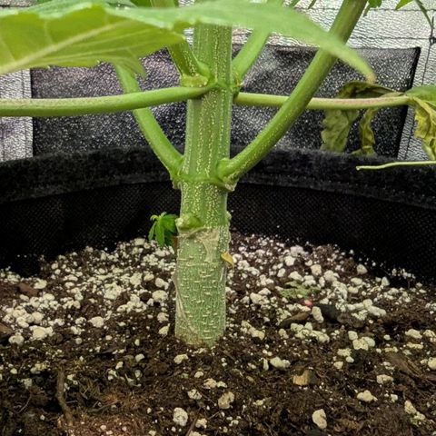 Super Lemon Haze growlog photo: Die untersten beiten und schwächsten, bereits verkünmerten Triebe abgenommen.
Gründe:
- sind bereits verkümmert
- sind zu niedrig gewachsen
- zu wenig Licht
- stören beim gießen