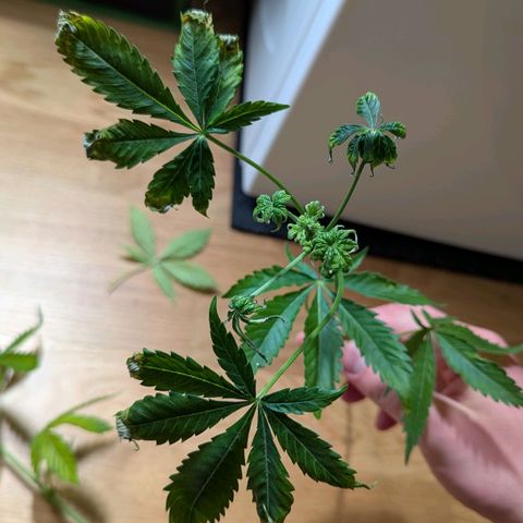 Super Lemon Haze growlog photo: Die untersten beiten und schwächsten, bereits verkünmerten Triebe abgenommen.
Gründe:
- sind bereits verkümmert
- sind zu niedrig gewachsen
- zu wenig Licht
- stören beim gießen