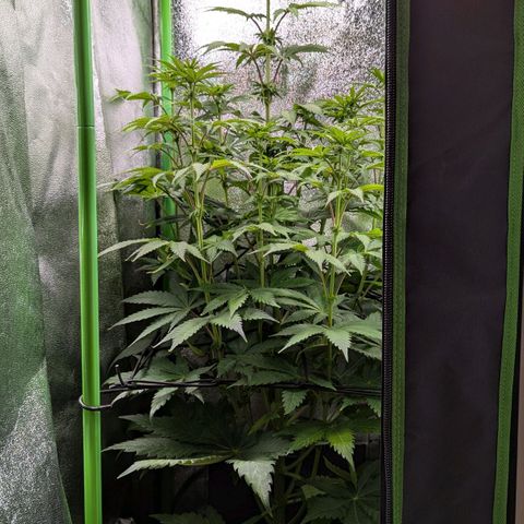 Super Lemon Haze growlog photo: Haupttrieb weiterhin außer Kontrolle, Abstand zum Licht eigentlich zu gering...
Blätter nicht wirklich tiefgrün, eher etwas helleres.
Blattspitzen verbrennen weiterhin irgendwie...
