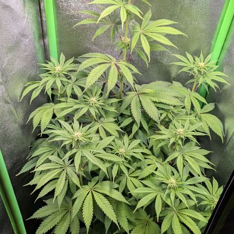 Super Lemon Haze growlog photo: Haupttrieb weiterhin außer Kontrolle, Abstand zum Licht eigentlich zu gering...
Blätter nicht wirklich tiefgrün, eher etwas helleres.
Blattspitzen verbrennen weiterhin irgendwie...