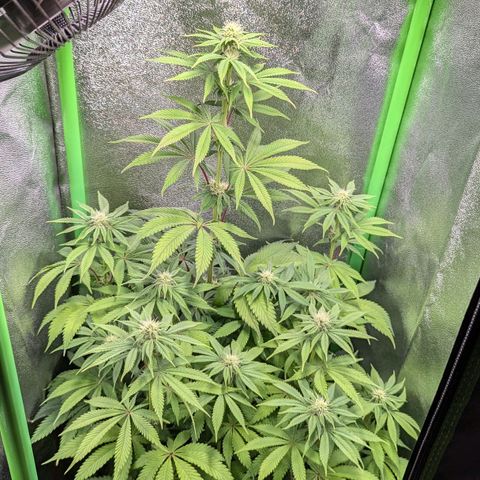 Super Lemon Haze growlog timeline photo