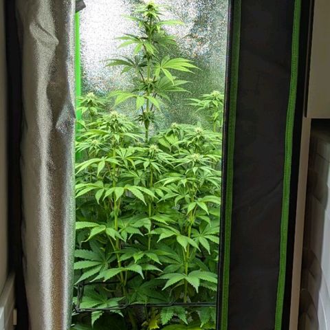 Super Lemon Haze growlog timeline photo