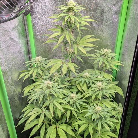 Super Lemon Haze growlog photo: Issues again..