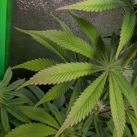 Super Lemon Haze growlog photo: Issues again..