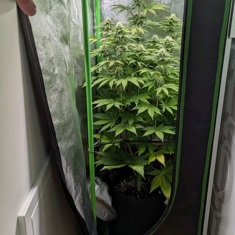 Super Lemon Haze growlog timeline photo