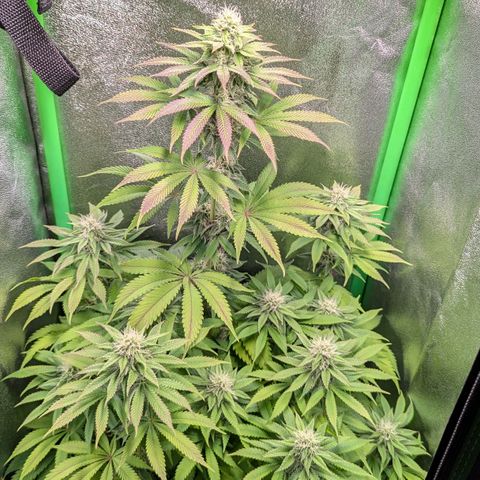 Super Lemon Haze growlog timeline photo