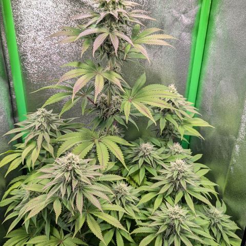 Super Lemon Haze growlog timeline photo