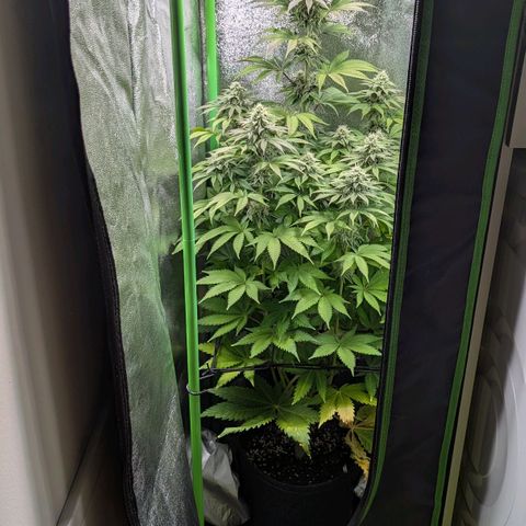 Super Lemon Haze growlog timeline photo