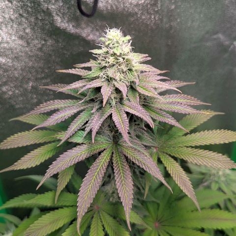 Super Lemon Haze growlog timeline photo