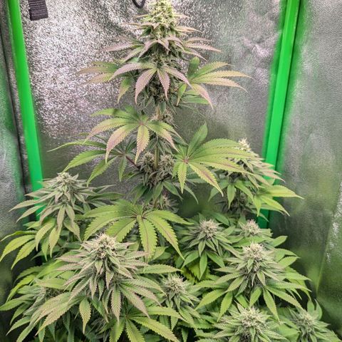Super Lemon Haze growlog timeline photo