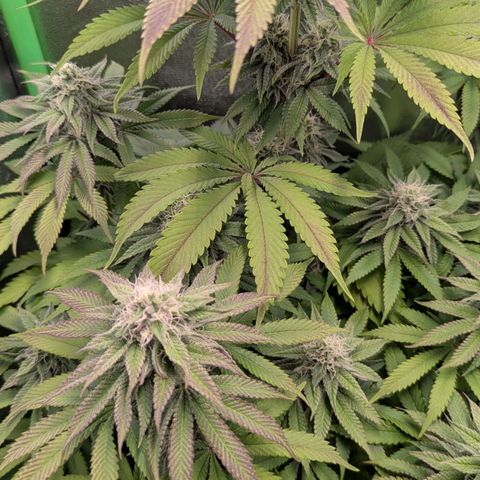 Super Lemon Haze growlog timeline photo