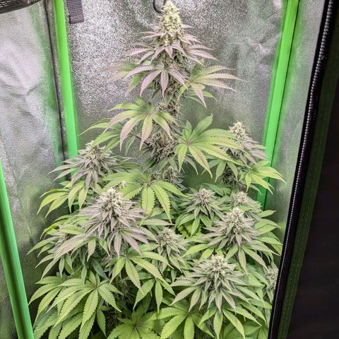 Super Lemon Haze growlog timeline photo