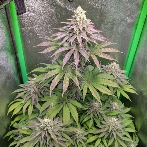 Super Lemon Haze growlog timeline photo