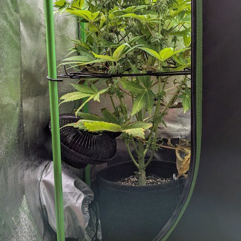 Super Lemon Haze growlog timeline photo