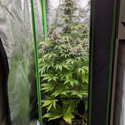Super Lemon Haze growlog timeline photo
