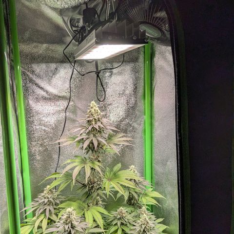 Super Lemon Haze growlog timeline photo