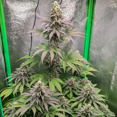 Super Lemon Haze growlog timeline photo