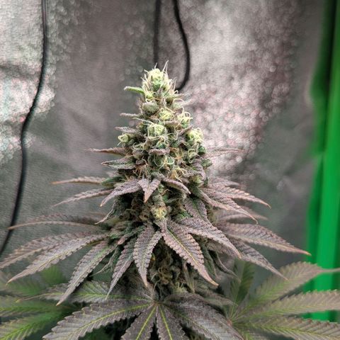 Super Lemon Haze growlog timeline photo