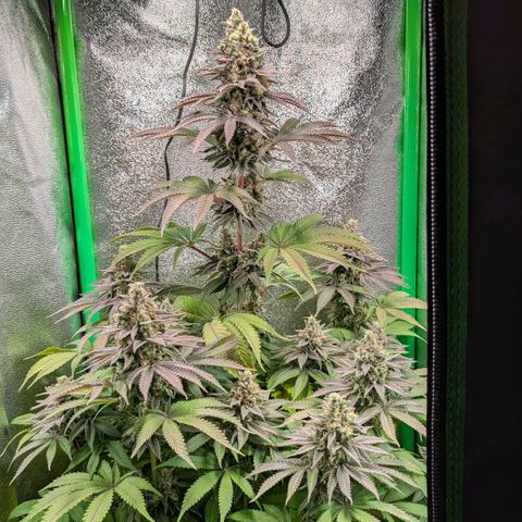 Super Lemon Haze growlog timeline photo