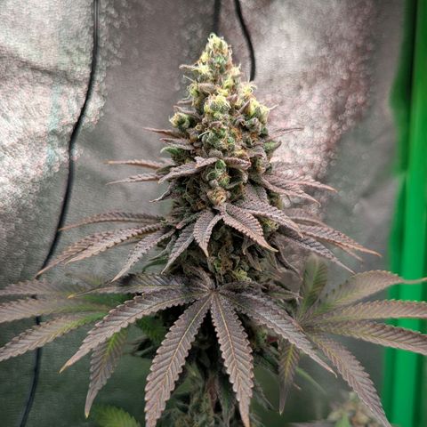 Super Lemon Haze growlog timeline photo