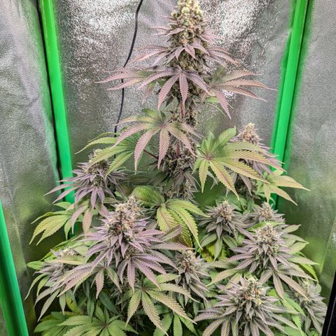 Super Lemon Haze growlog timeline photo