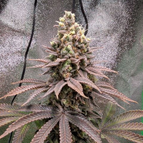 Super Lemon Haze growlog timeline photo