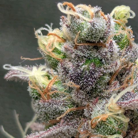 Super Lemon Haze growlog timeline photo