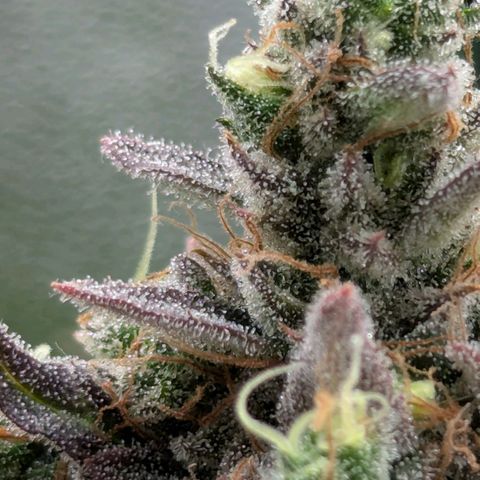 Super Lemon Haze growlog timeline photo