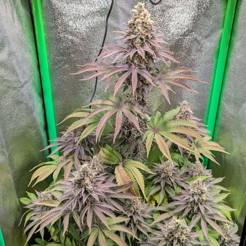 Super Lemon Haze growlog timeline photo