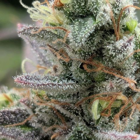 Super Lemon Haze growlog timeline photo