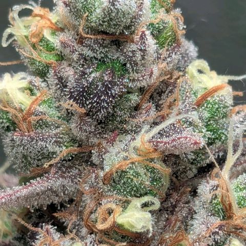 Super Lemon Haze growlog timeline photo
