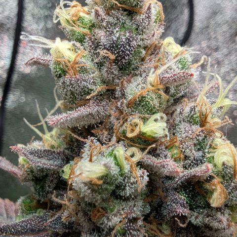 Super Lemon Haze growlog timeline photo