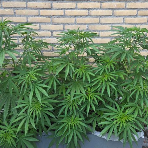 North Thunderfuck growlog photo: Still growing.! Im very excited