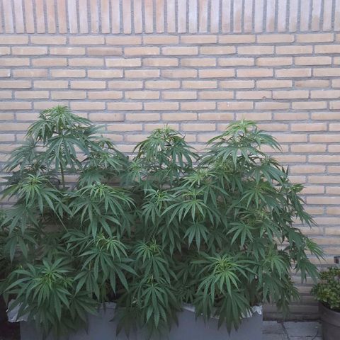 North Thunderfuck growlog photo: These are gonna be big