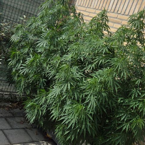 North Thunderfuck growlog photo: Just started to bloom