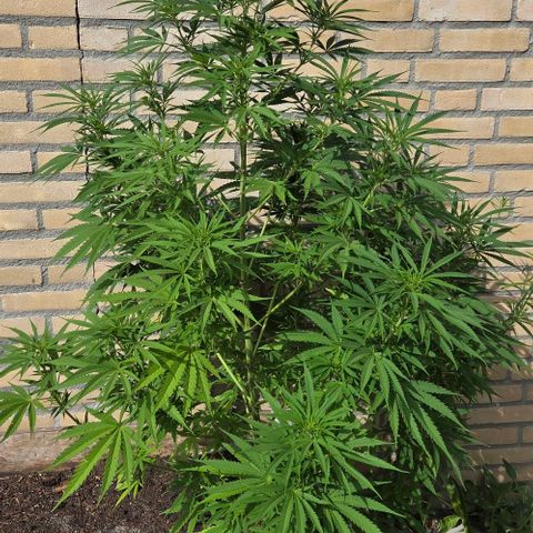 North Thunderfuck growlog photo: Blooming