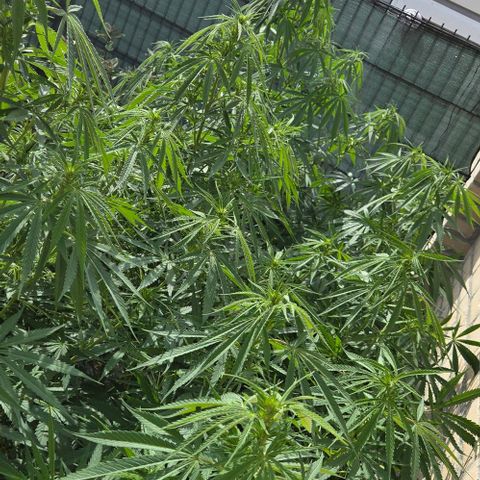 North Thunderfuck growlog photo: Its a forrest