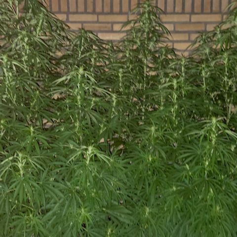 North Thunderfuck growlog photo: Beautifull