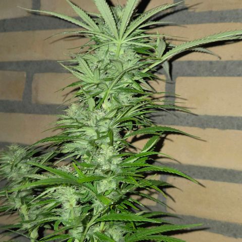 North Thunderfuck growlog photo: Rain came in😔