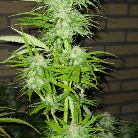 North Thunderfuck growlog photo: Rain came in😔