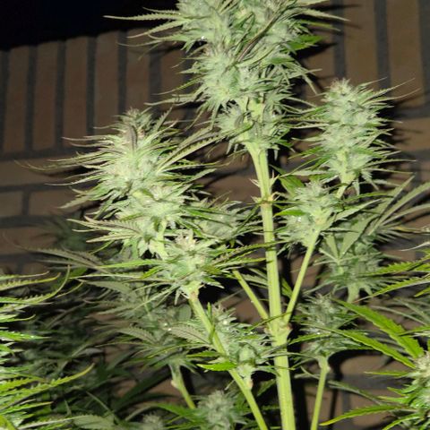 North Thunderfuck growlog photo: Rain came in😔