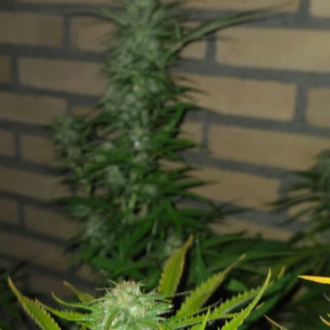 North Thunderfuck growlog photo: Rain came in😔