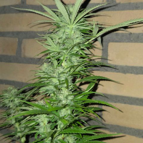 North Thunderfuck growlog photo: Rain came in😔
