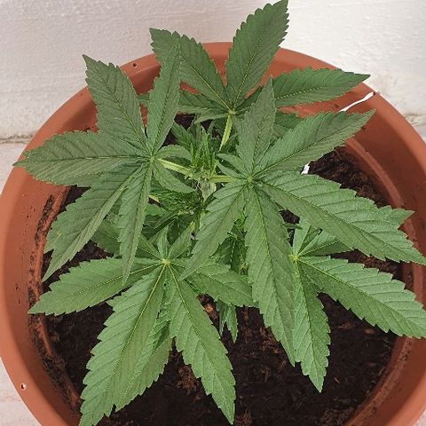 Banana growlog timeline photo