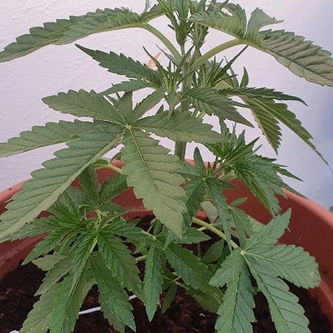 Banana growlog timeline photo