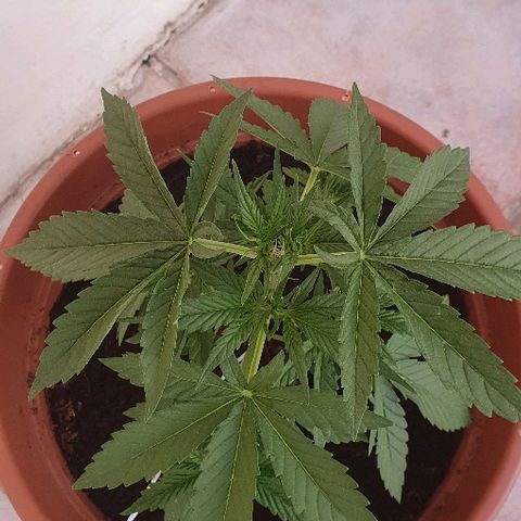 Banana growlog timeline photo