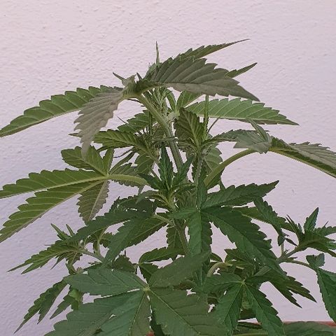 Banana growlog timeline photo